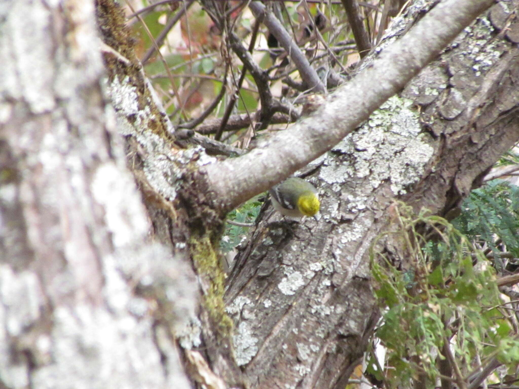 Image of Hermit Warbler