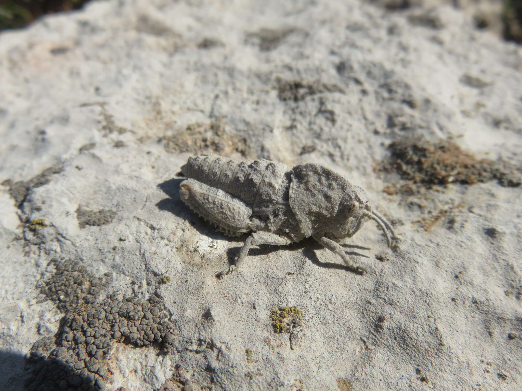 Image of Ocnerodes brunnerii (Bolívar & I. 1876)