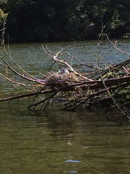 Image of Phalacrocorax varius varius (Gmelin & JF 1789)