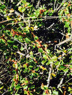 Image of Jepson ceanothus