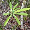 Image of Euphorbia gymnonota Urb.