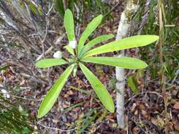 Image of Euphorbia gymnonota Urb.