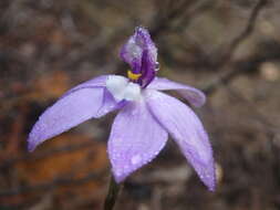 Imagem de Caladenia major (R. Br.) Rchb. fil.