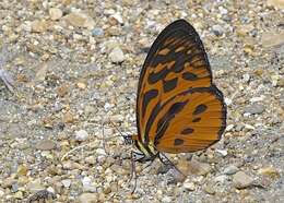 Imagem de Tithorea harmonia brunnea Haensch 1905