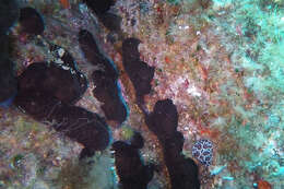 Image of Swiss cow nudibranch