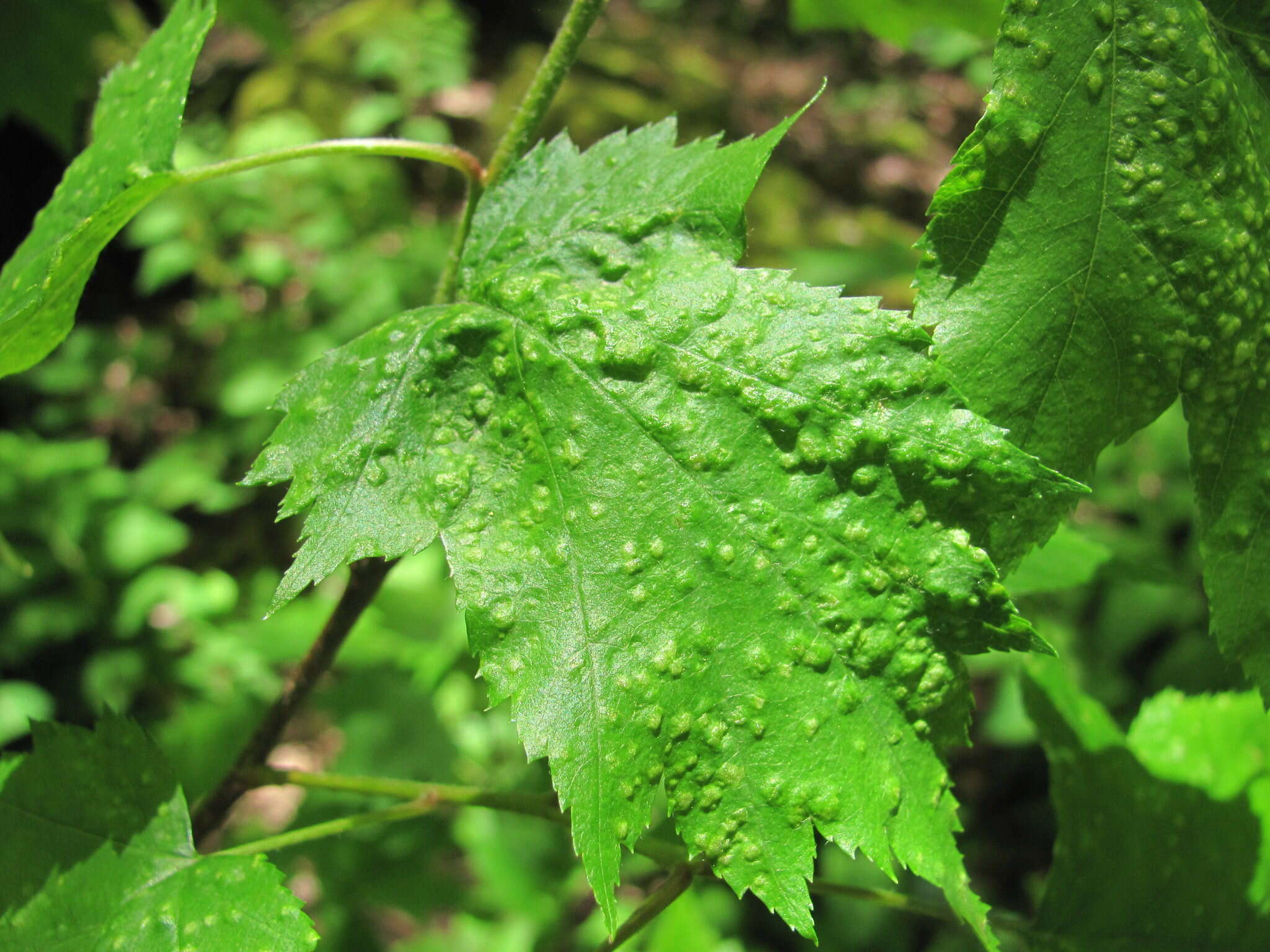 Image of <i>Eriophyes torminalis</i> Nalepa 1926