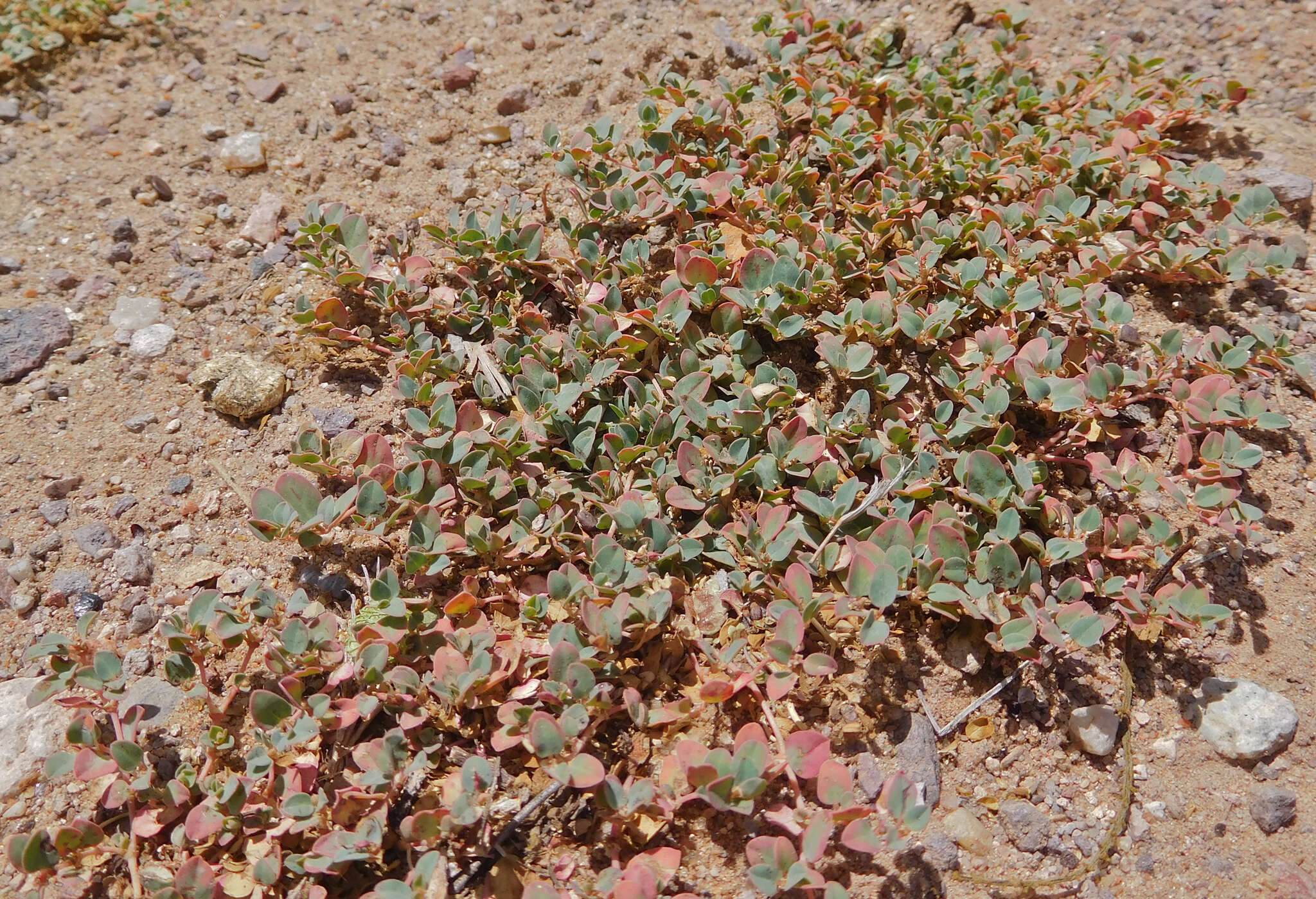 Image of whitemargin sandmat