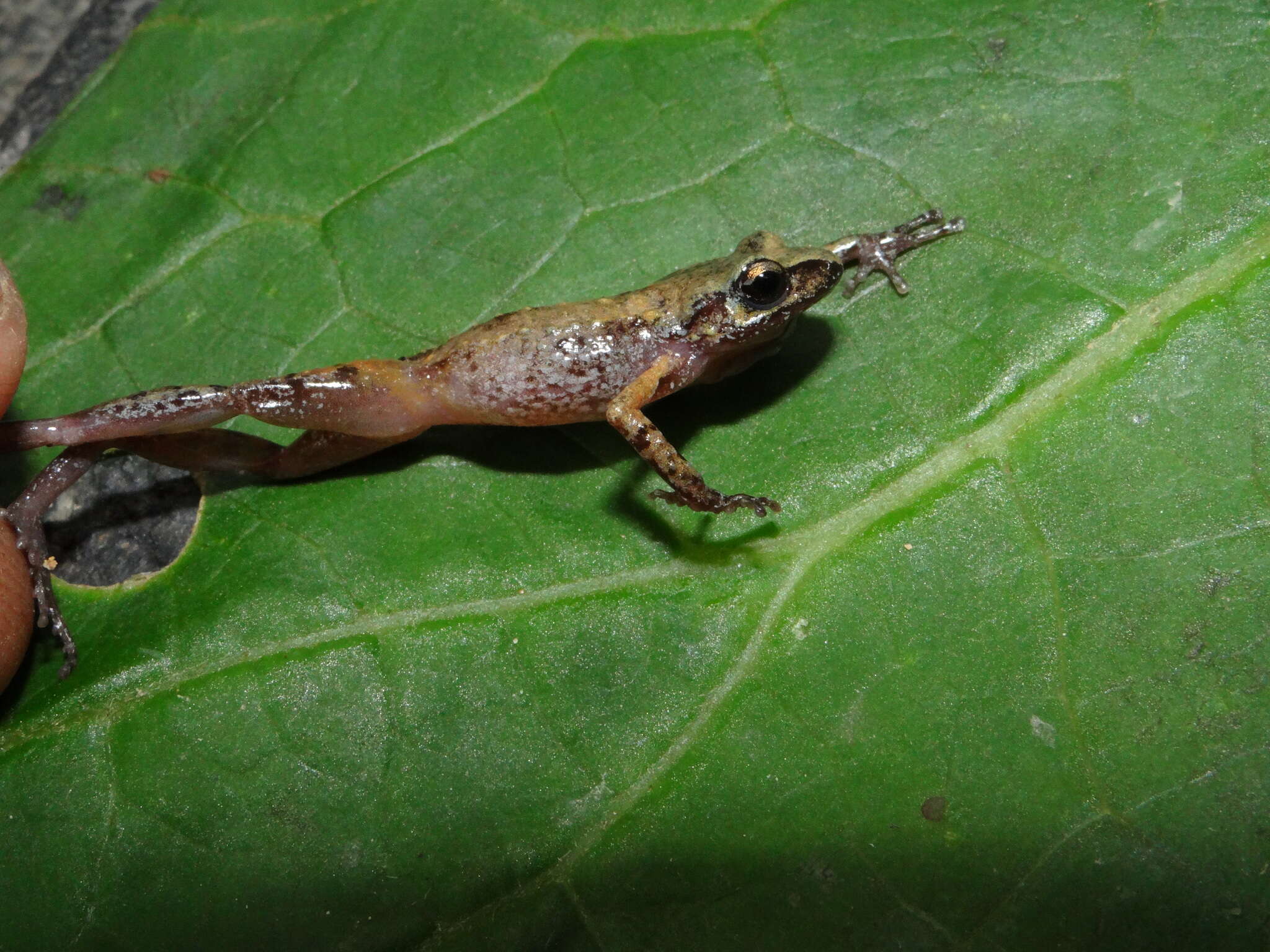 Imagem de Eleutherodactylus floresvillelai Grünwald, Reyes-Velasco, Franz-Chávez, Morales-Flores, Ahumada-Carrillo, Jones & Boissinot 2018