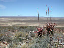 Image of Clanwilliam Aloe