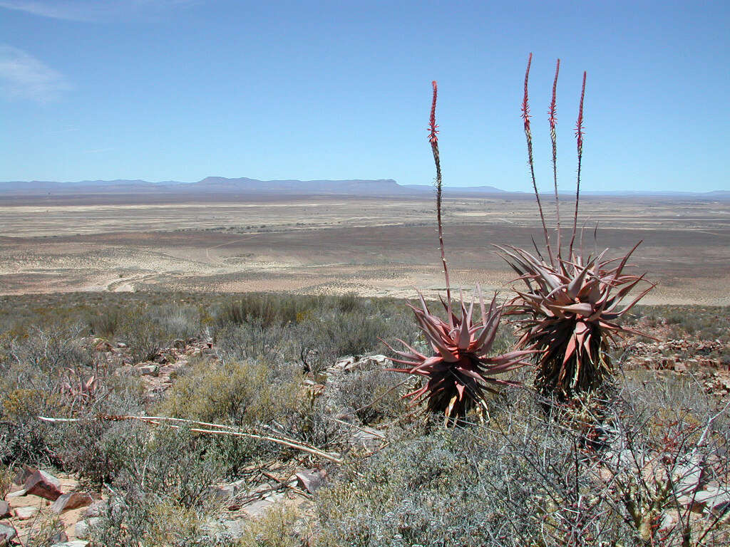 Image of Clanwilliam Aloe