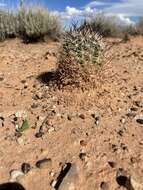 Image of Siler's Pincushion Cactus