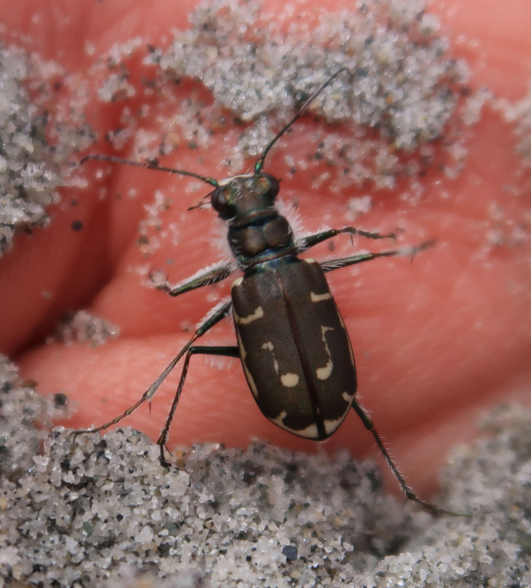 Image of Cicindela (Cicindela) hirticollis rhodensis Calder 1916