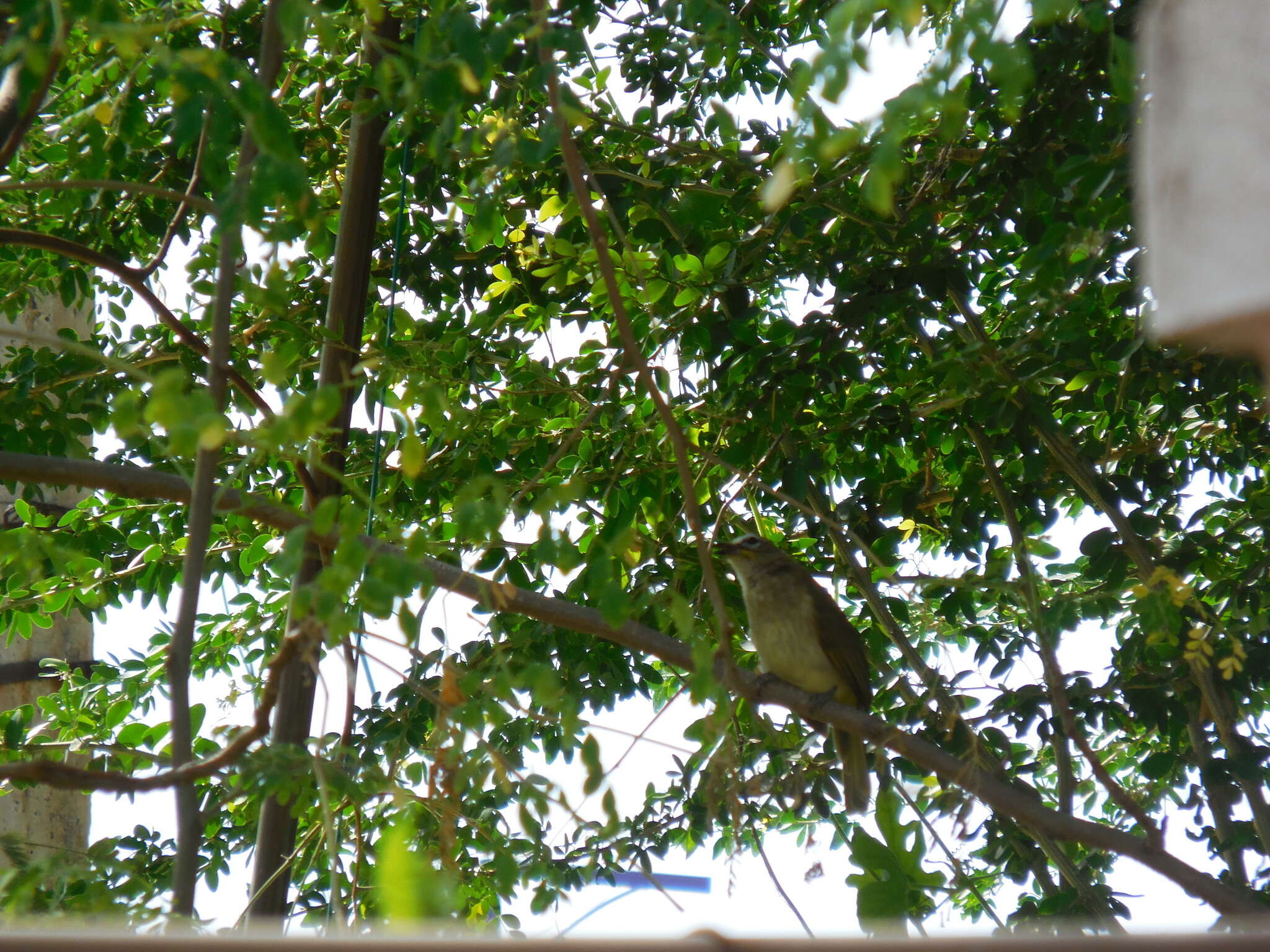 Image of White-browed Bulbul