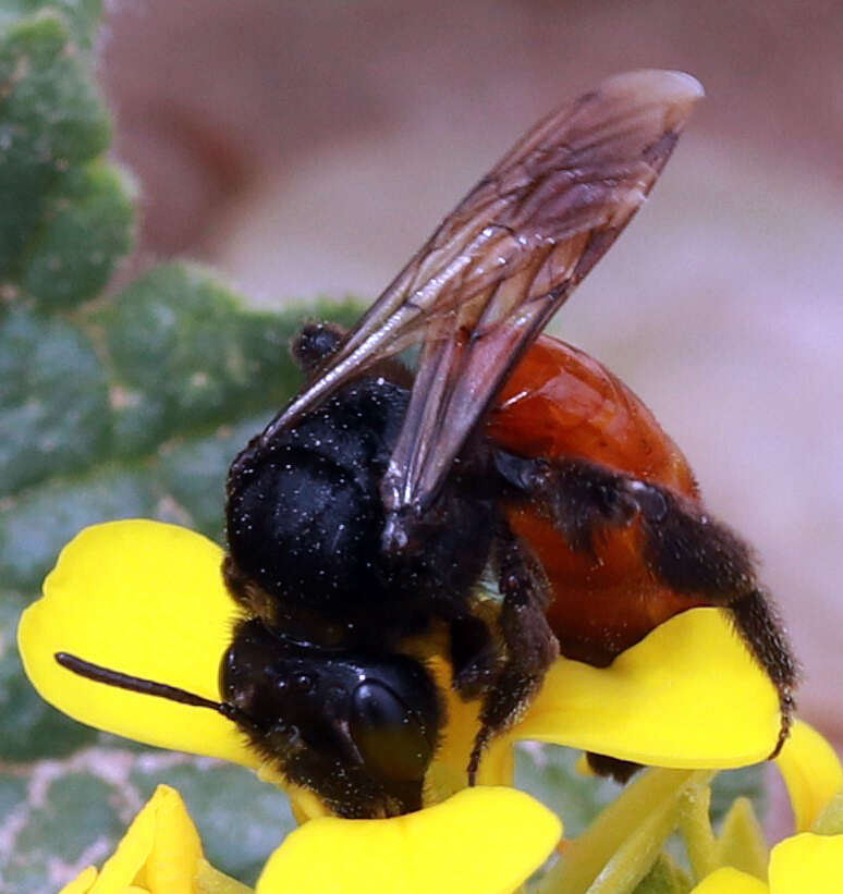 Image of Andrena prima Casad 1896