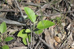 Image of mount lofty daisy-bush