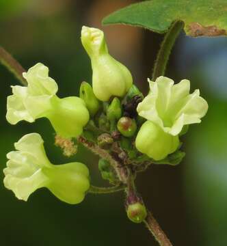 Image of Lepistemon urceolatum (R. Br.) F. Müll.