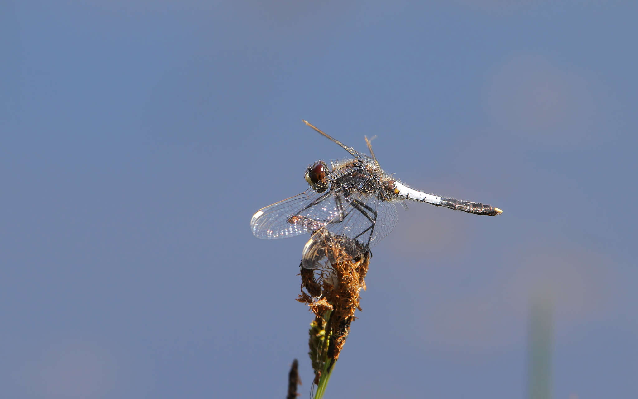 Leucorrhinia caudalis (Charpentier 1840) resmi