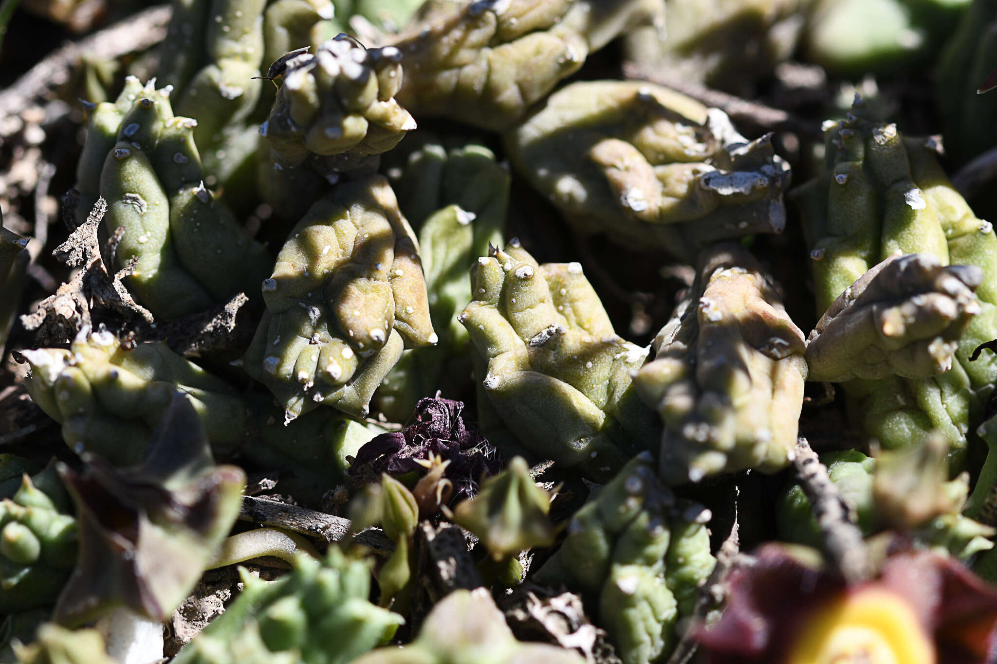 Image of Ceropegia pillansiana (N. E. Br.) Bruyns