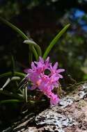 Image of Holcoglossum pumilum (Hayata) L. J. Chen, X. J. Xiao & G. Q. Zhang