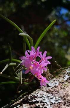 Holcoglossum pumilum (Hayata) L. J. Chen, X. J. Xiao & G. Q. Zhang的圖片