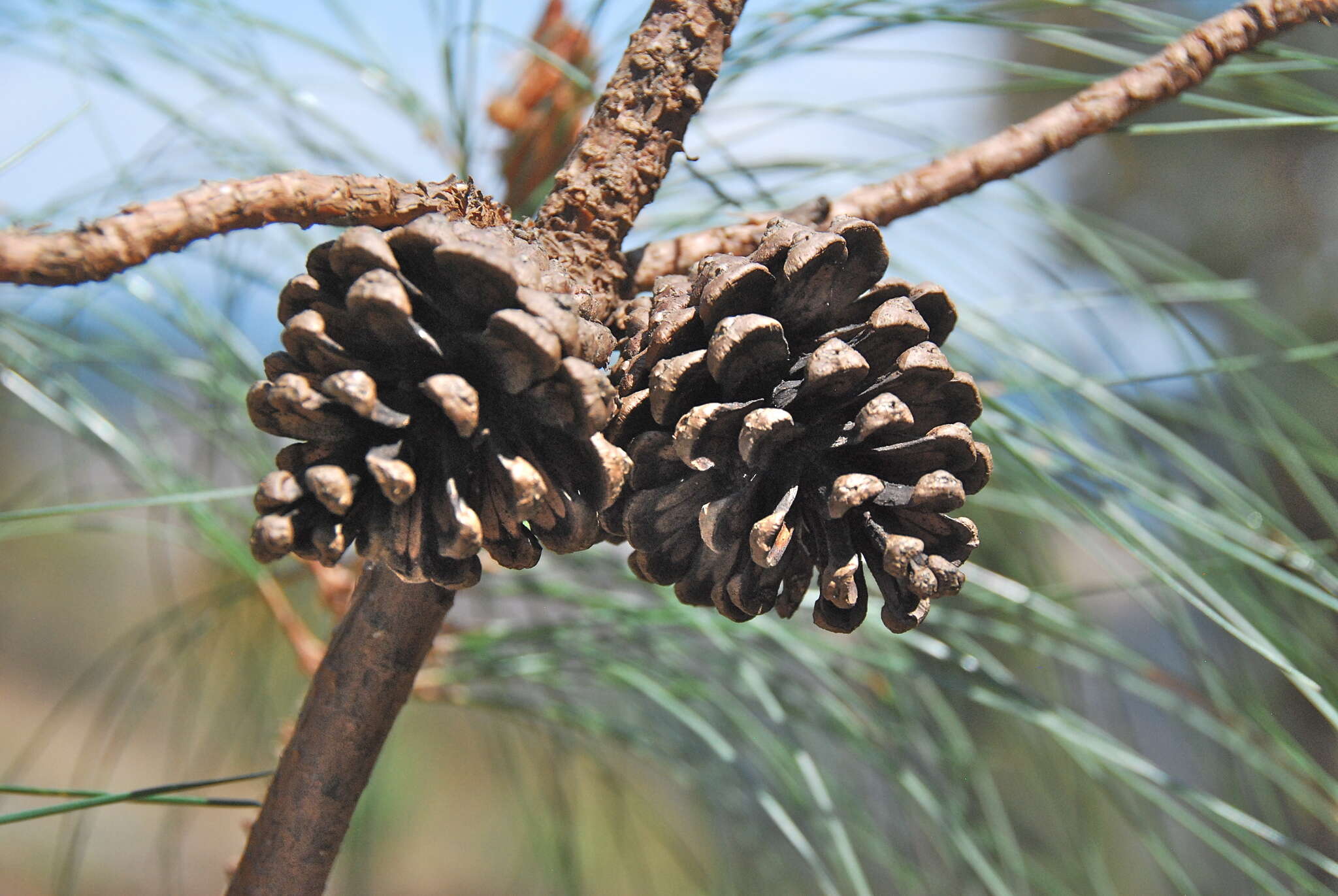 Image of Lawson's Pine