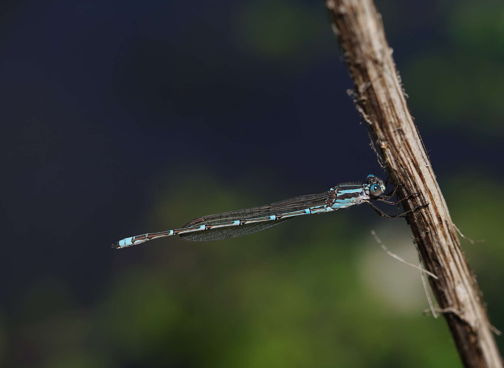 Image of Austrolestes aridus (Tillyard 1908)