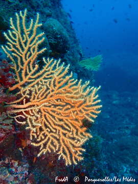 Image of yellow gorgonian