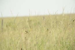 Image of Marsh Seedeater