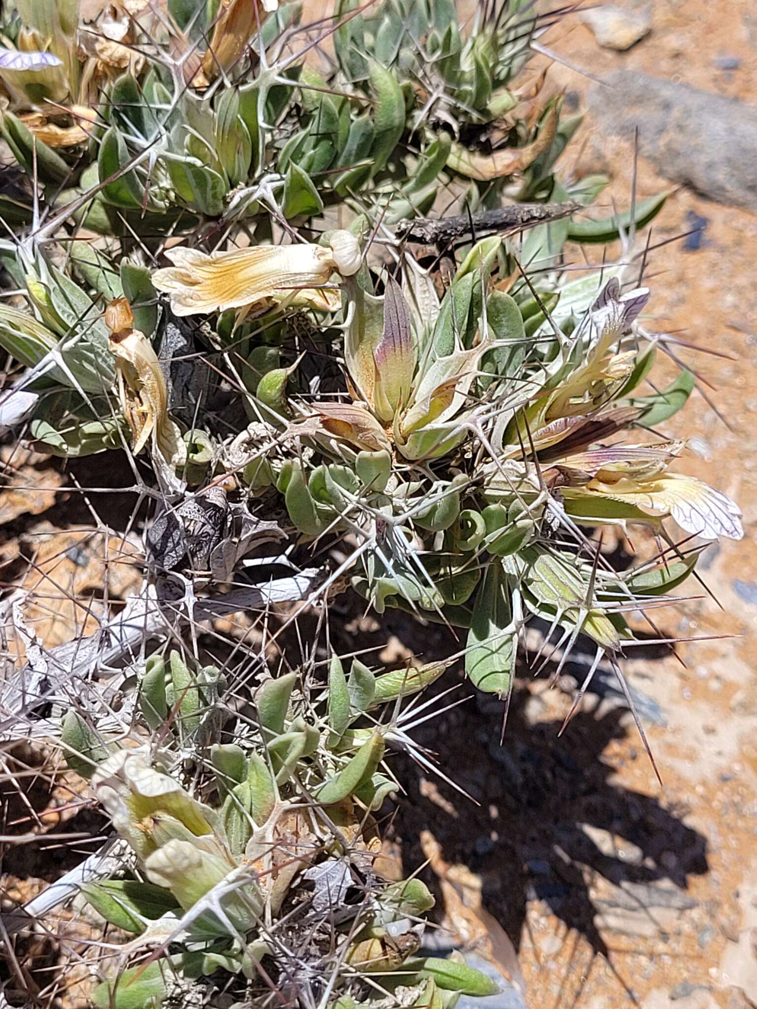 Blepharis furcata (L. fil.) Pers. resmi