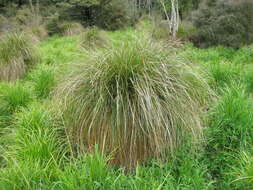 Image of Carex secta Boott