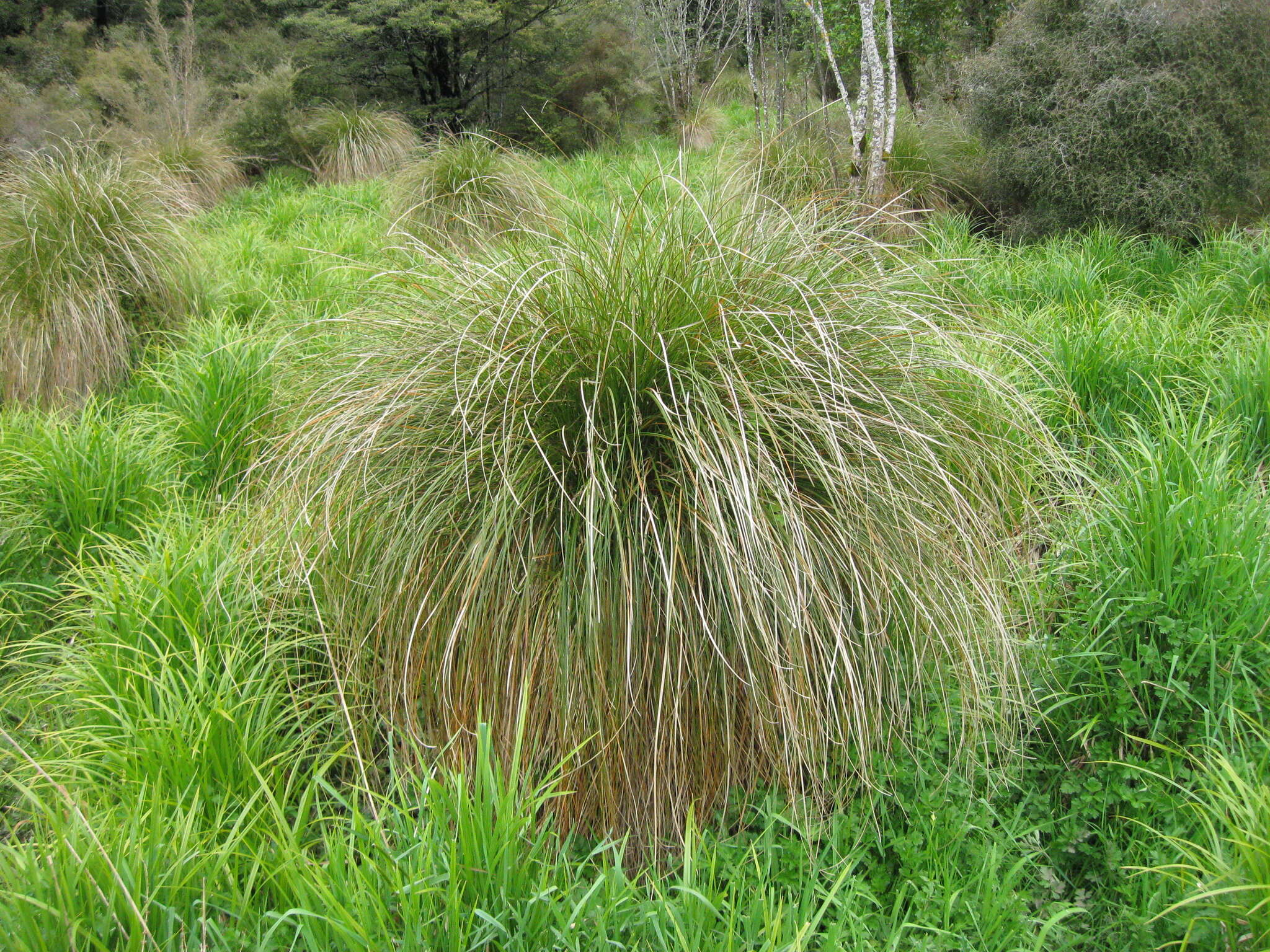 Image of Carex secta Boott