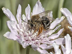 Image of Eucera gracilipes Pérez 1895