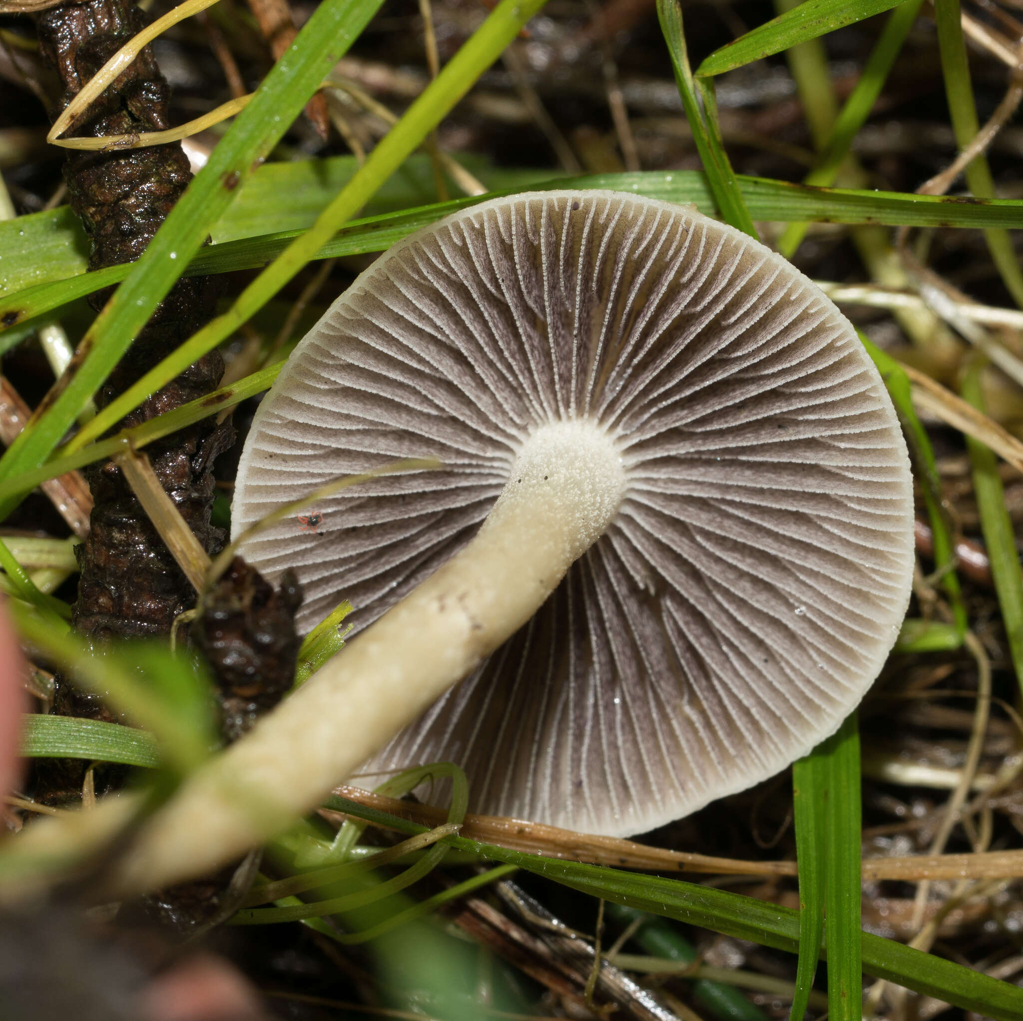 Image de Leratiomyces percevalii (Berk. & Broome) Bridge & Spooner 2008