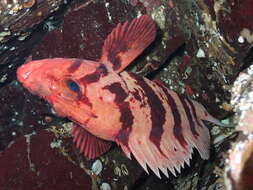 Image of Tiger rockfish