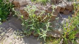 Image of Cryptantha barbigera var. barbigera