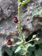 Imagem de Scrophularia atrata Pennell