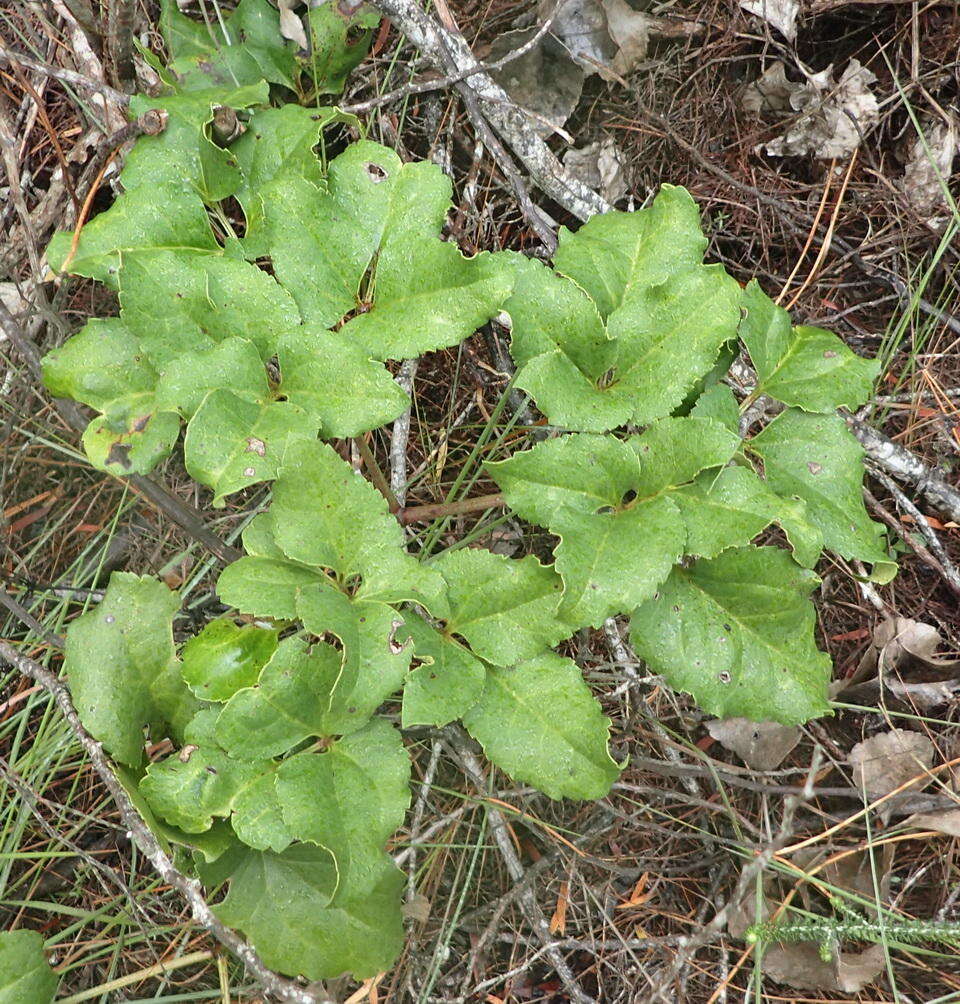 Image of Knowltonia vesicatoria subsp. vesicatoria