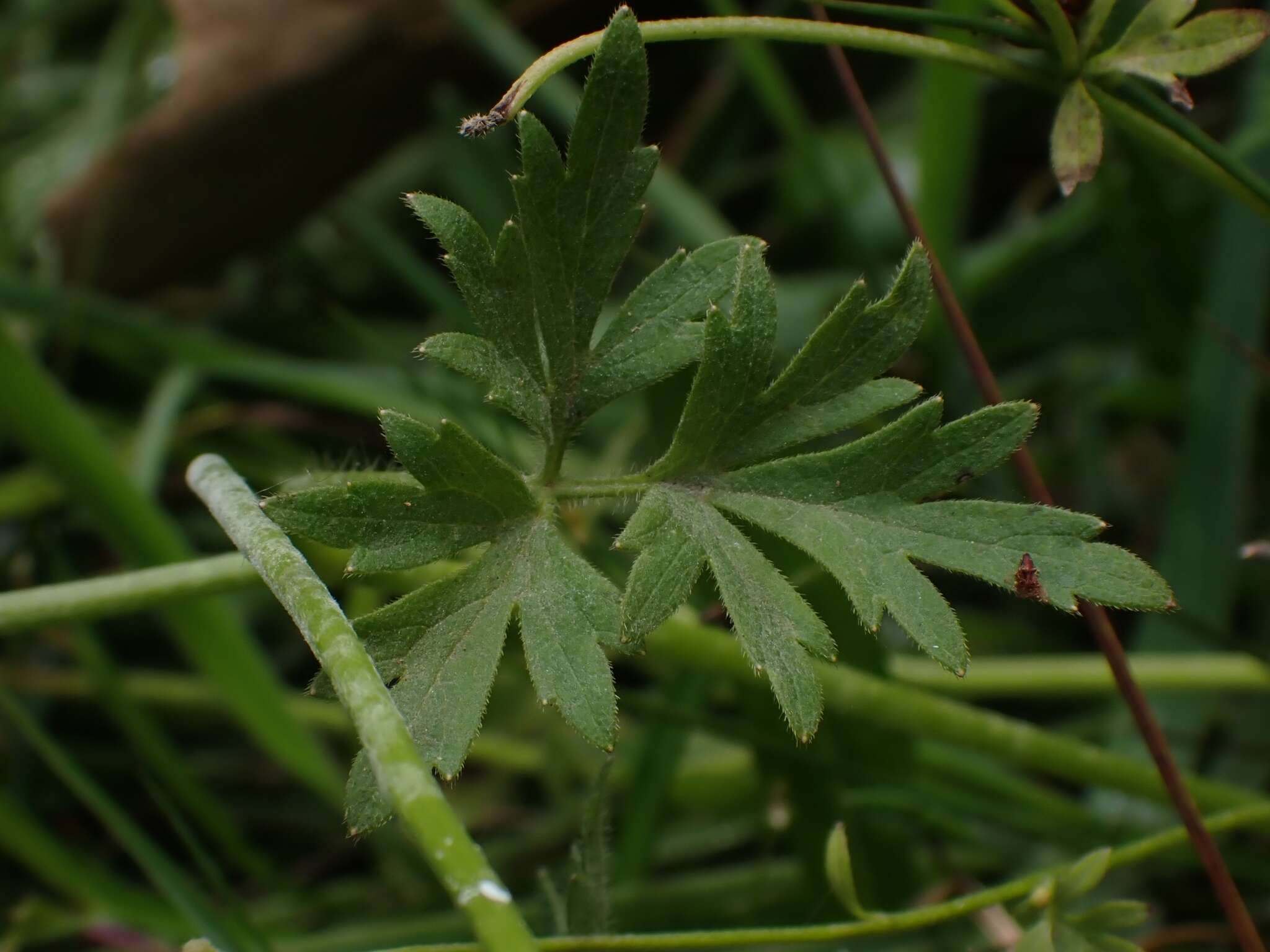 Ranunculus plebeius R. Br. ex DC.的圖片