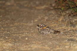 Image of Buff-collared Nightjar