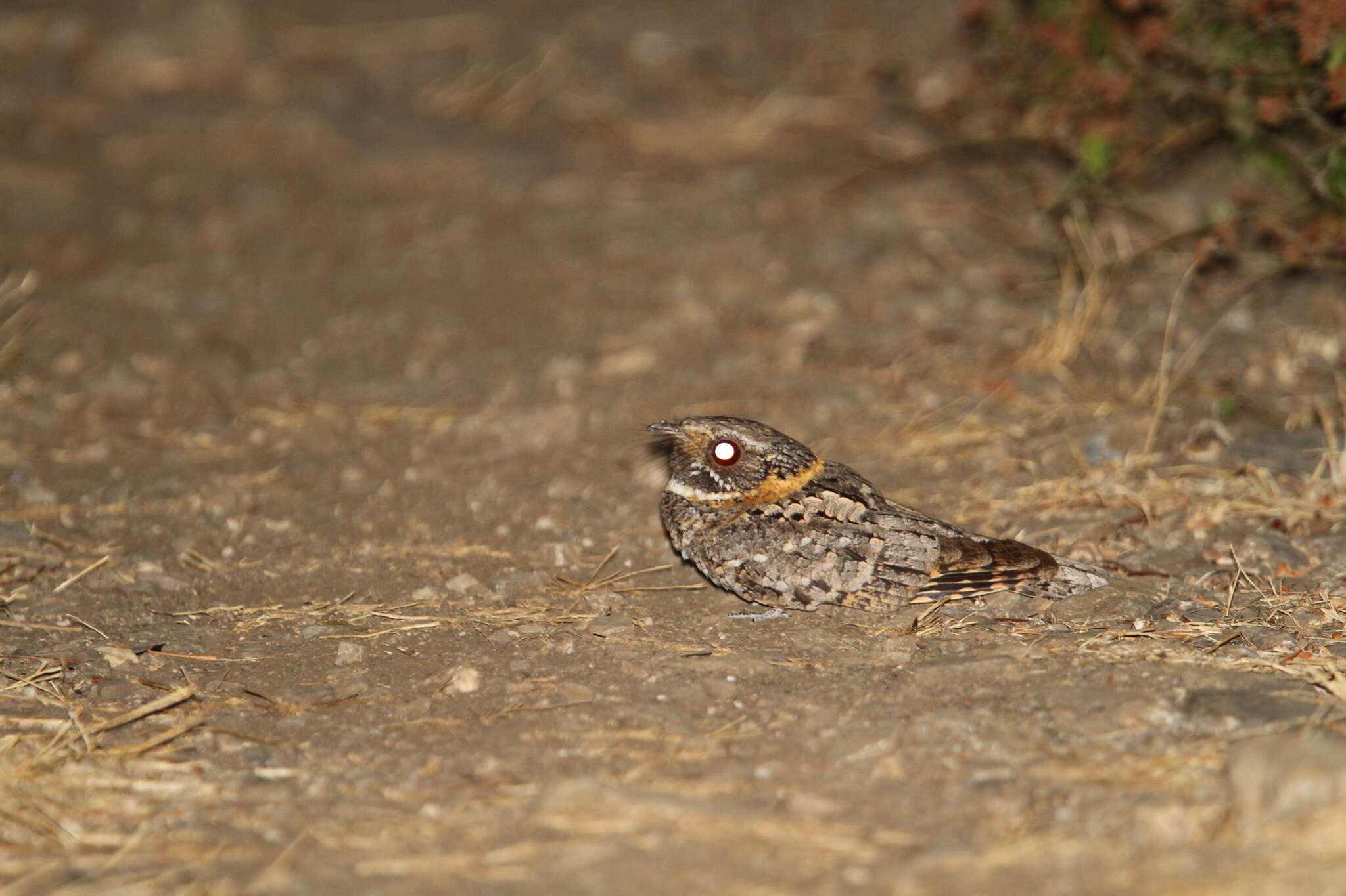 Image of Buff-collared Nightjar