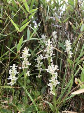 Image of Platanthera brevicalcarata Hayata