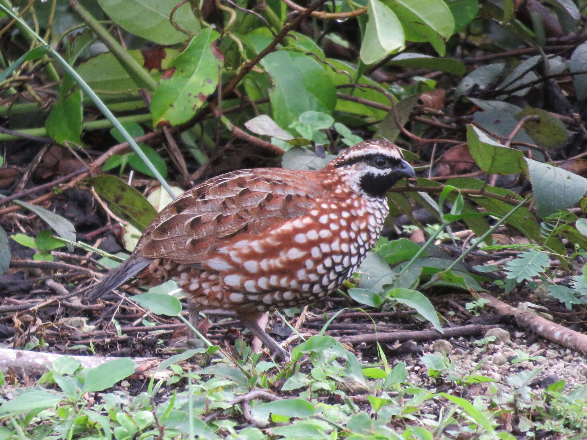 Image of Black-throated Bobwhite