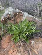 Image of Nicotiana maritima Wheeler