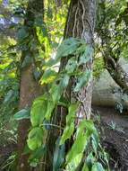 Image of Monstera siltepecana Matuda