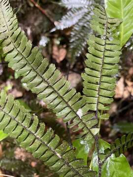 Plancia ëd Adiantum pulverulentum L.