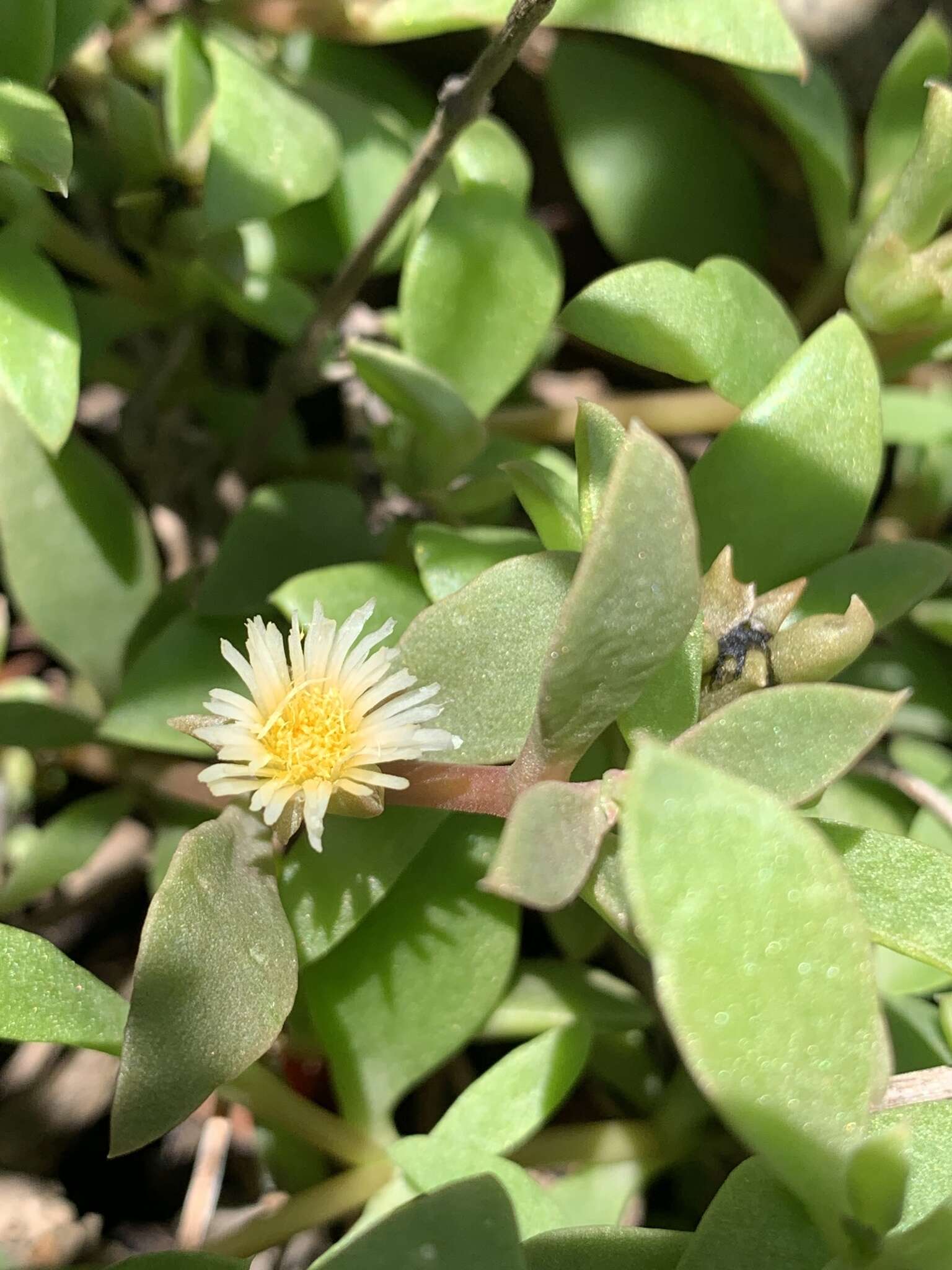 Image of Delosperma lebomboense (L. Bol.) Lavis