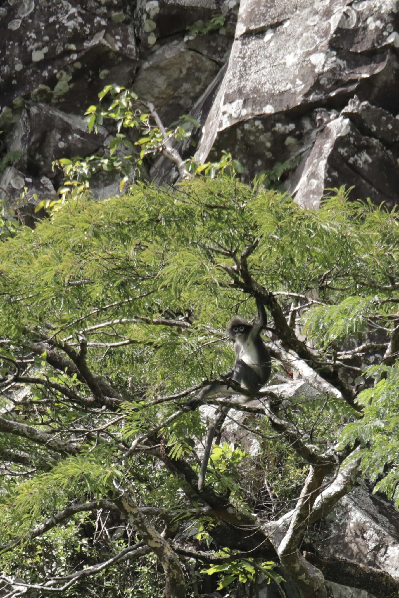 Image of Phayre's Langur