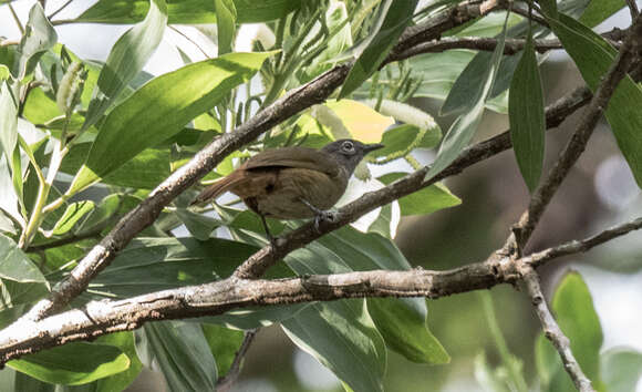 Image of Ansorge's Greenbul