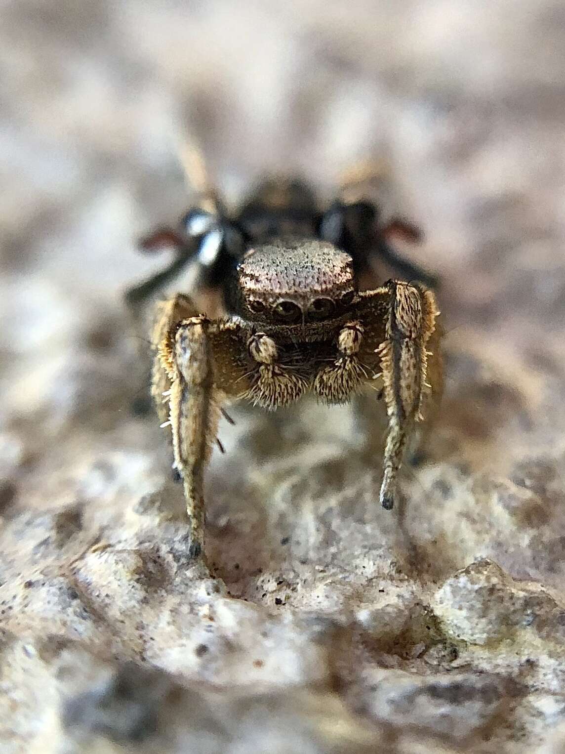 Image of Habronattus schlingeri (Griswold 1979)