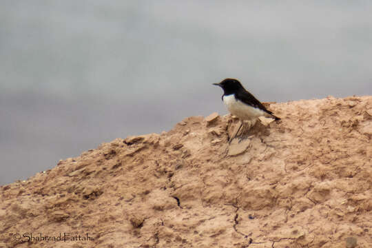 Image of Hume's Wheatear